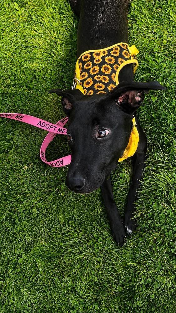 Orchid, Adoptable, Puppy Female Labrador Retriever.