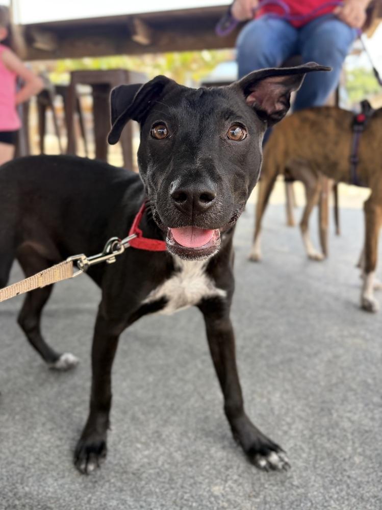 Enlarge Orchid, a Adoptable mixed breed in Valley Stream, NY image 2/6