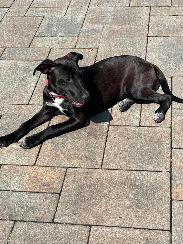 Orchid, Adoptable, Puppy Female Labrador Retriever.