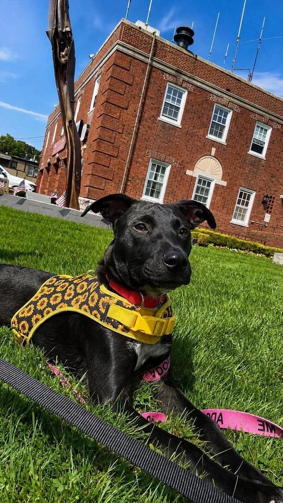 Enlarge Orchid, a Adoptable mixed breed in Valley Stream, NY image 3/6