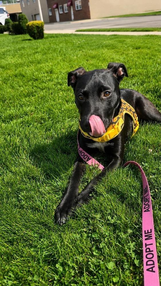 Enlarge Orchid, a Adoptable mixed breed in Valley Stream, NY image 4/6