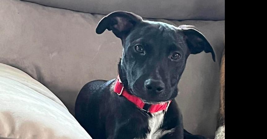 Orchid, a Adoptable mixed breed in Valley Stream, NY image 3/4