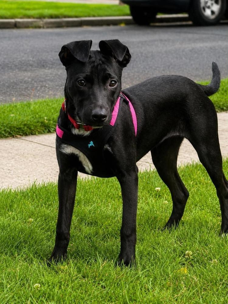Enlarge Orchid, a Adoptable mixed breed in Valley Stream, NY image 6/6