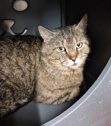 Enlarge Farley, a ADOPTABLE Domestic Short Hair in Butte, MT image 1/1