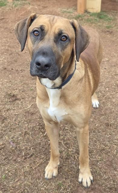 DARNOLD, Adoptable, Adult Male Bloodhound & Rhodesian Ridgeback.