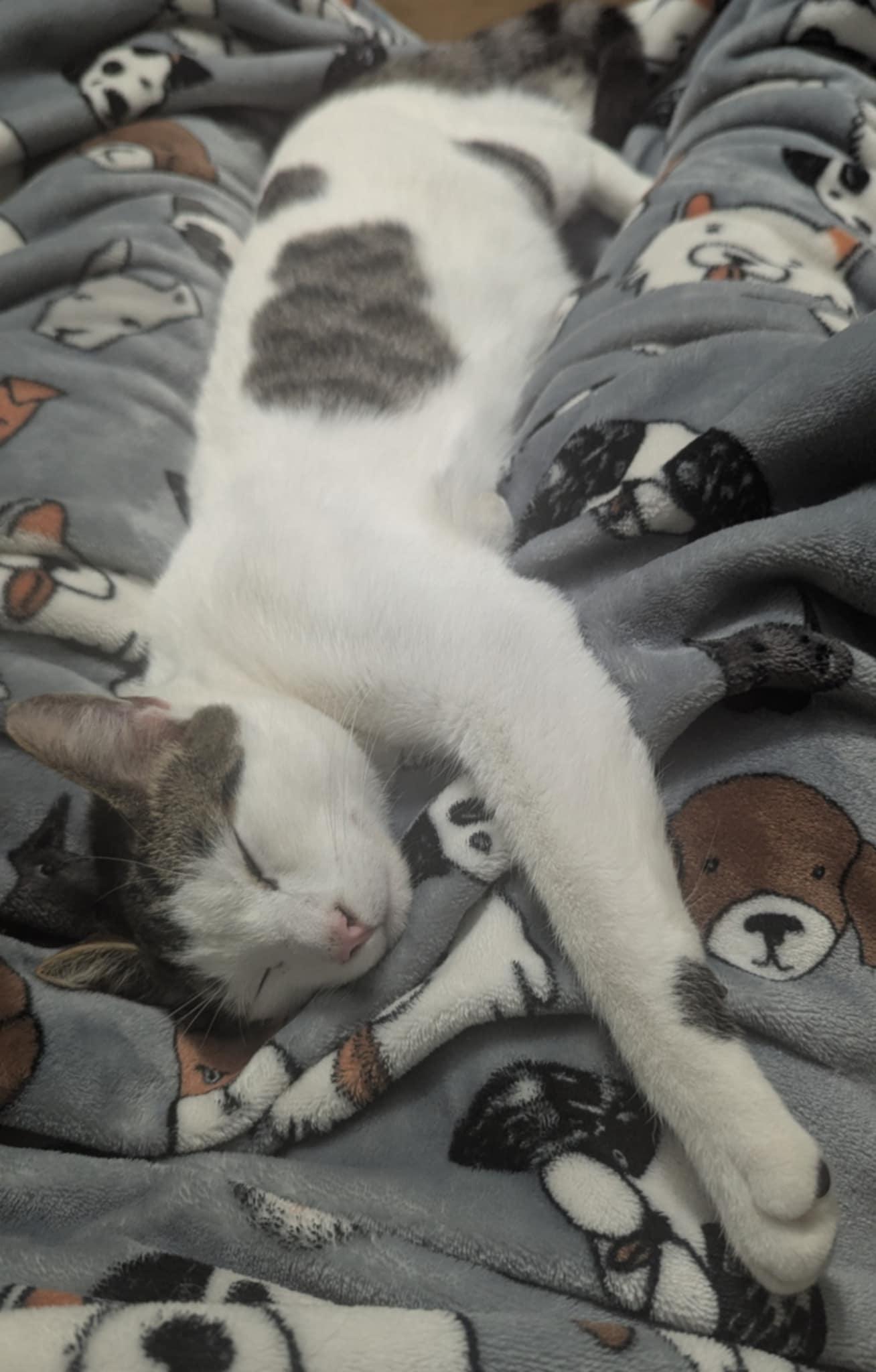 Wade, a Adoptable Domestic Short Hair in Wauseon, OH image 2/4