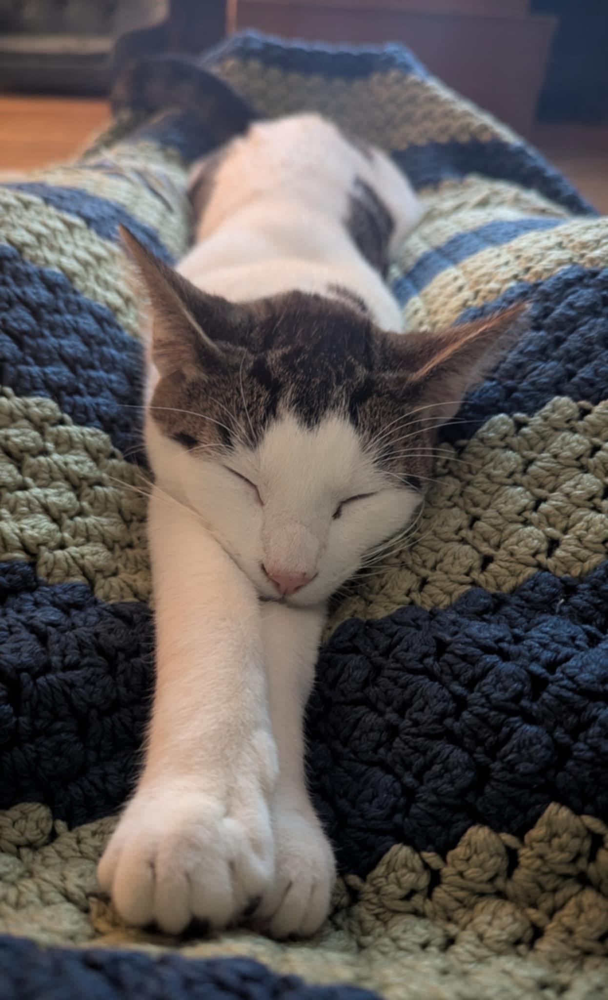 Wade, a Adoptable Domestic Short Hair in Wauseon, OH image 1/4