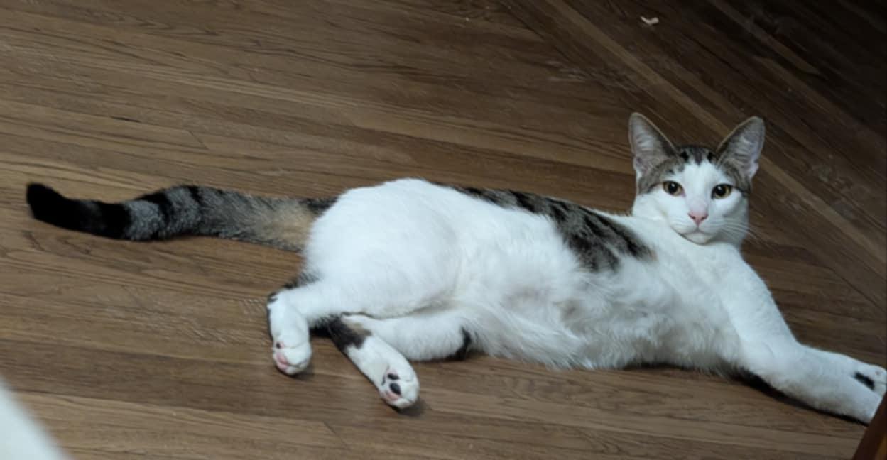 Wade, a Adoptable Domestic Short Hair in Wauseon, OH image 3/4