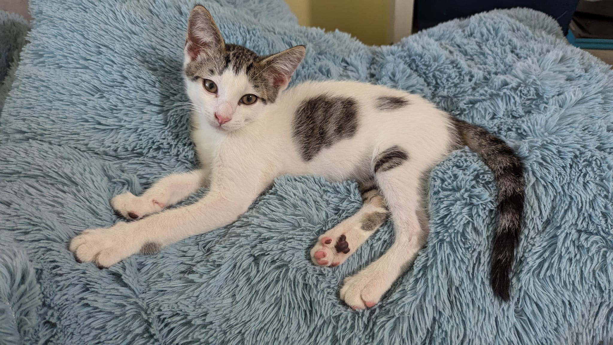 Wade, a Adoptable Domestic Short Hair in Wauseon, OH image 4/4