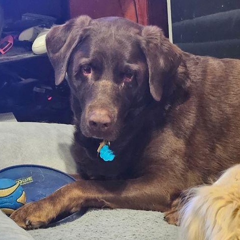 Tekapoo and Taupo, a Adoptable Labrador Retriever in Denver, CO image 2/2
