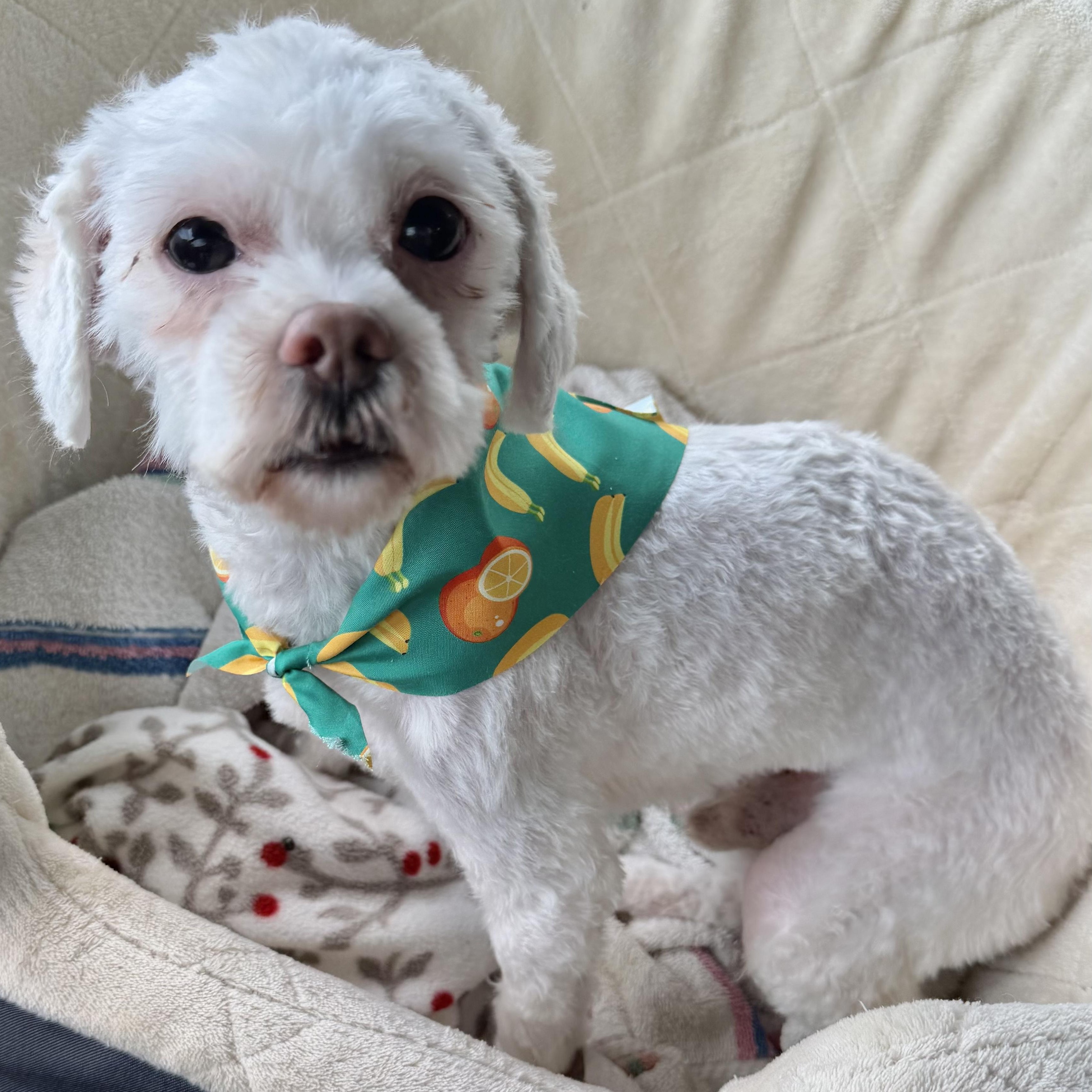 Woody Lee Turner, a Adoptable Maltipoo in Plano, TX image 1/2