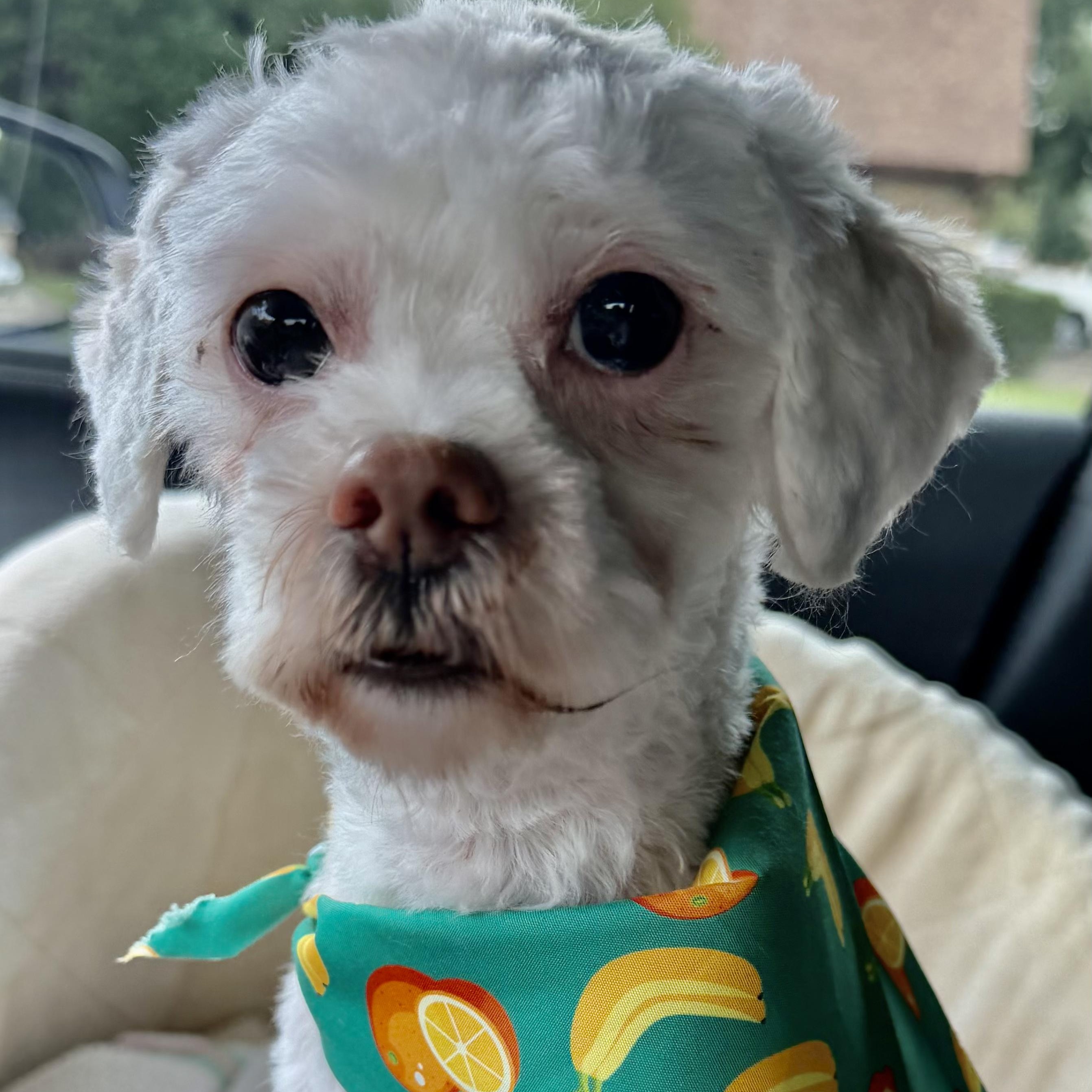 Woody Lee Turner, a Adoptable Maltipoo in Plano, TX image 2/2