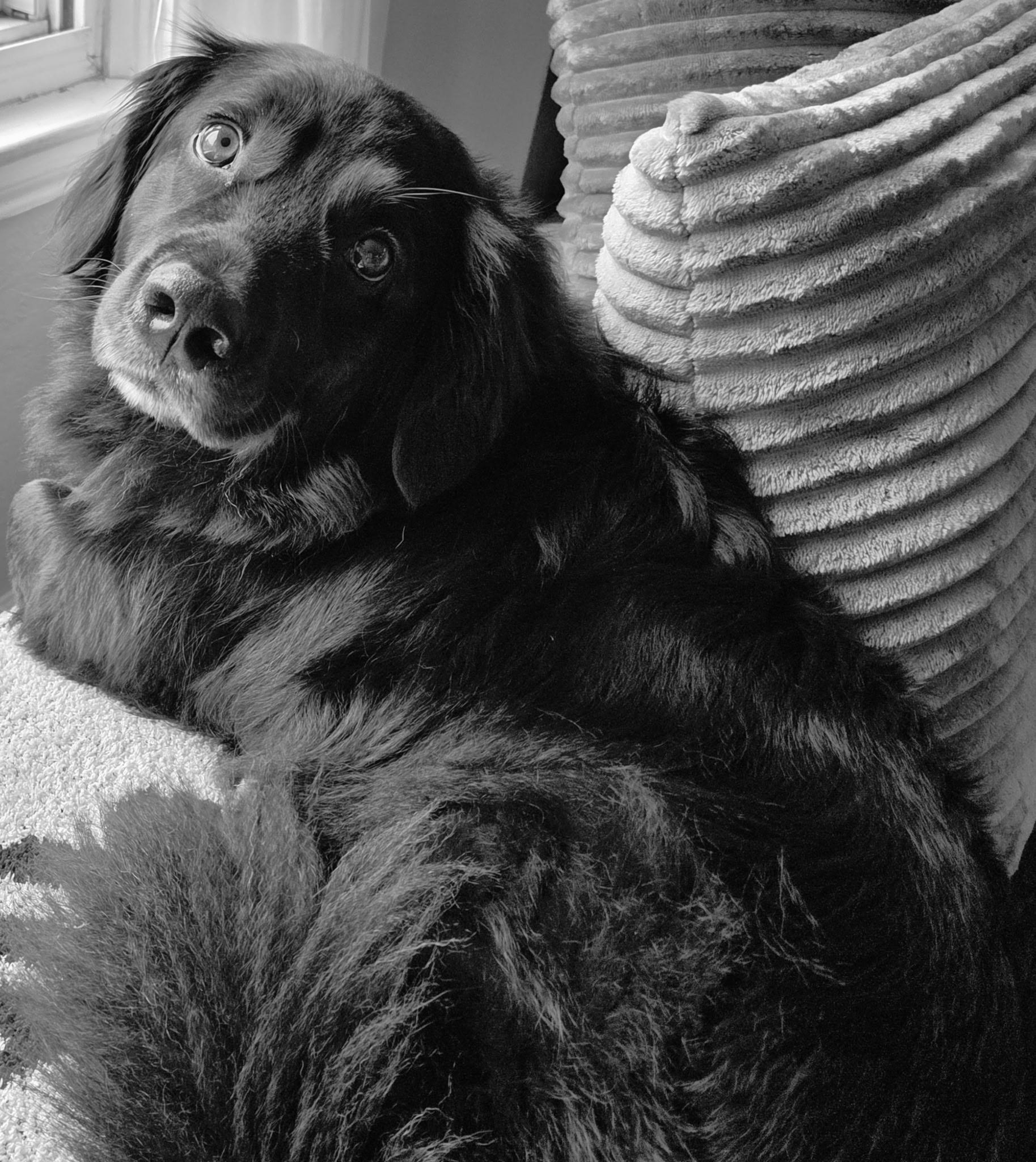 Enlarge DASH, a Adopted mixed breed in Rochester, NY image 2/6