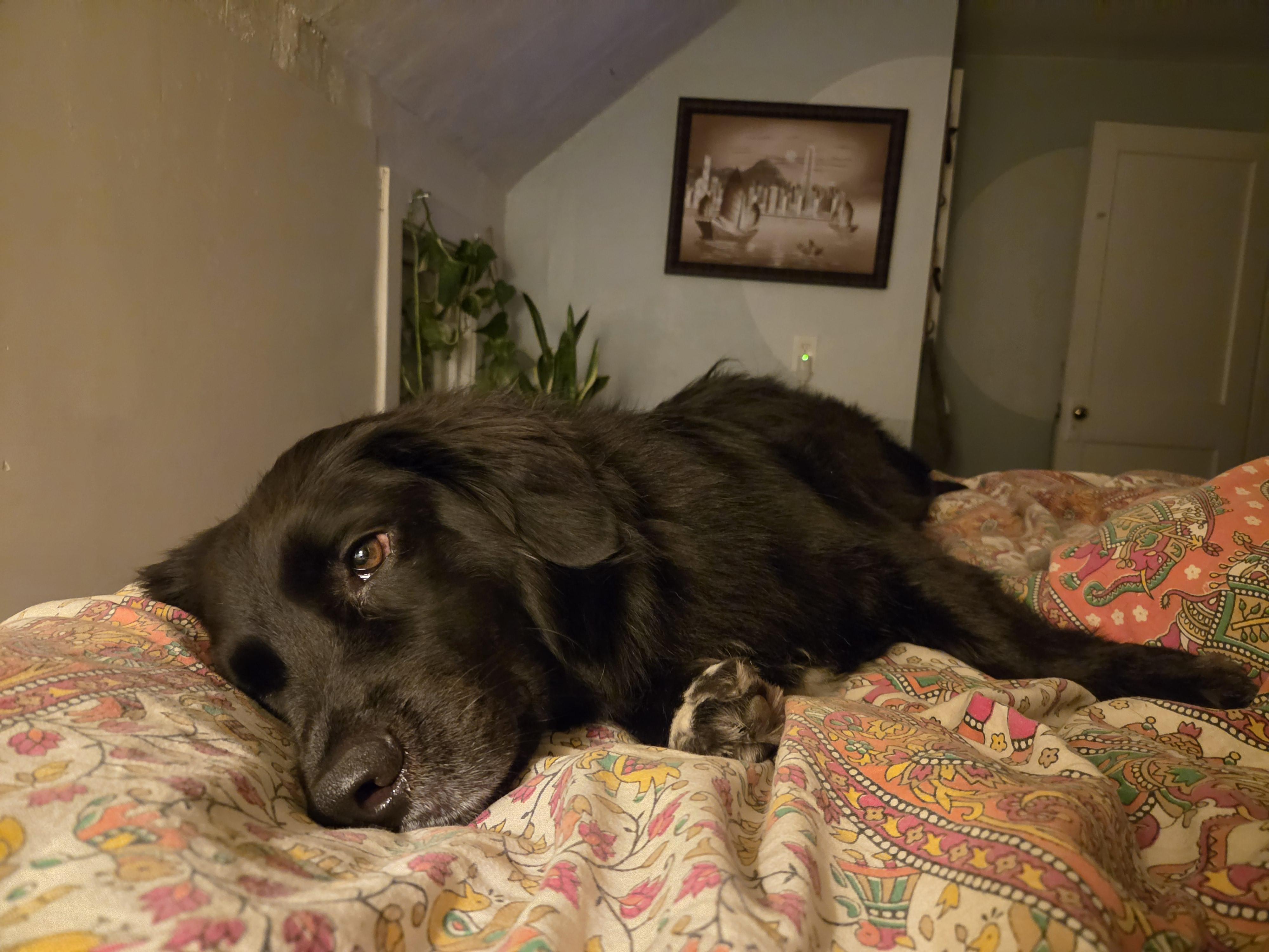 Enlarge DASH, a Adopted mixed breed in Rochester, NY image 4/6