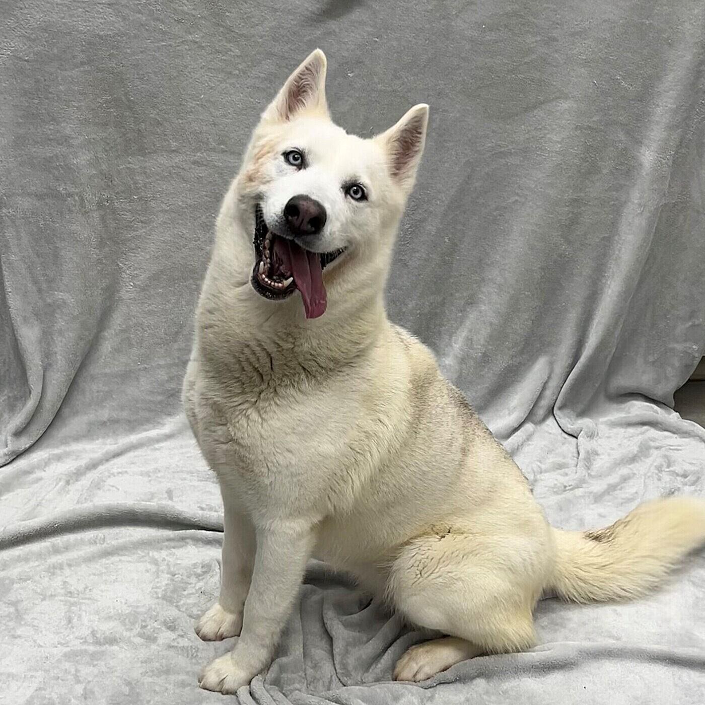 Enlarge Khleo, an adopted Husky in Pleasantville, NJ image 1/1