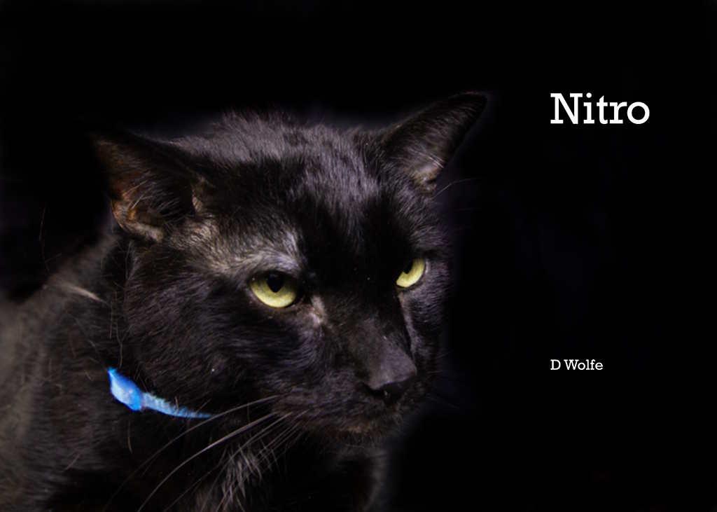 Enlarge Nitro, a Adoptable Domestic Short Hair in York, NE image 3/3