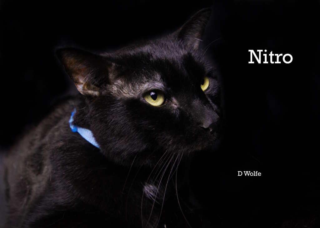 Enlarge Nitro, a Adoptable Domestic Short Hair in York, NE image 1/3