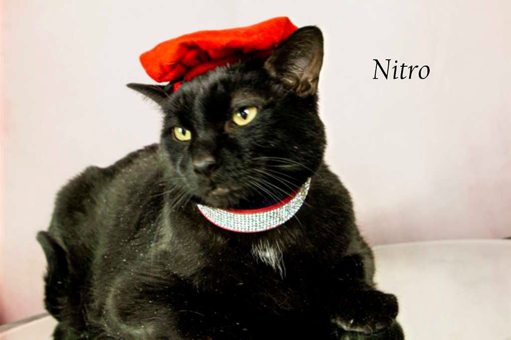 Enlarge Nitro, a Adoptable Domestic Short Hair in York, NE image 1/6