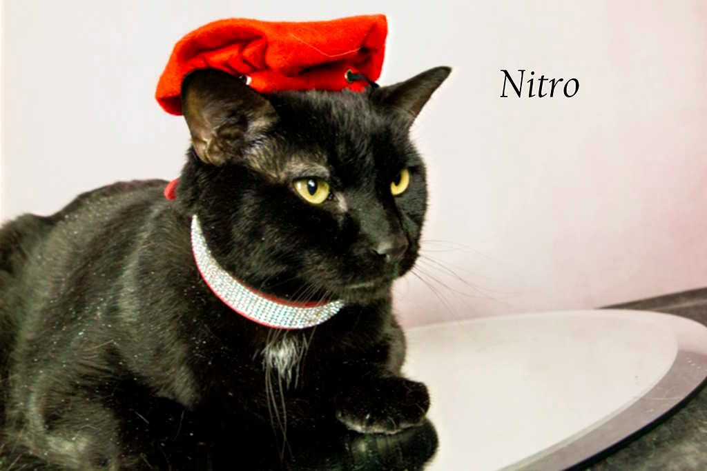 Enlarge Nitro, a Adoptable Domestic Short Hair in York, NE image 2/6