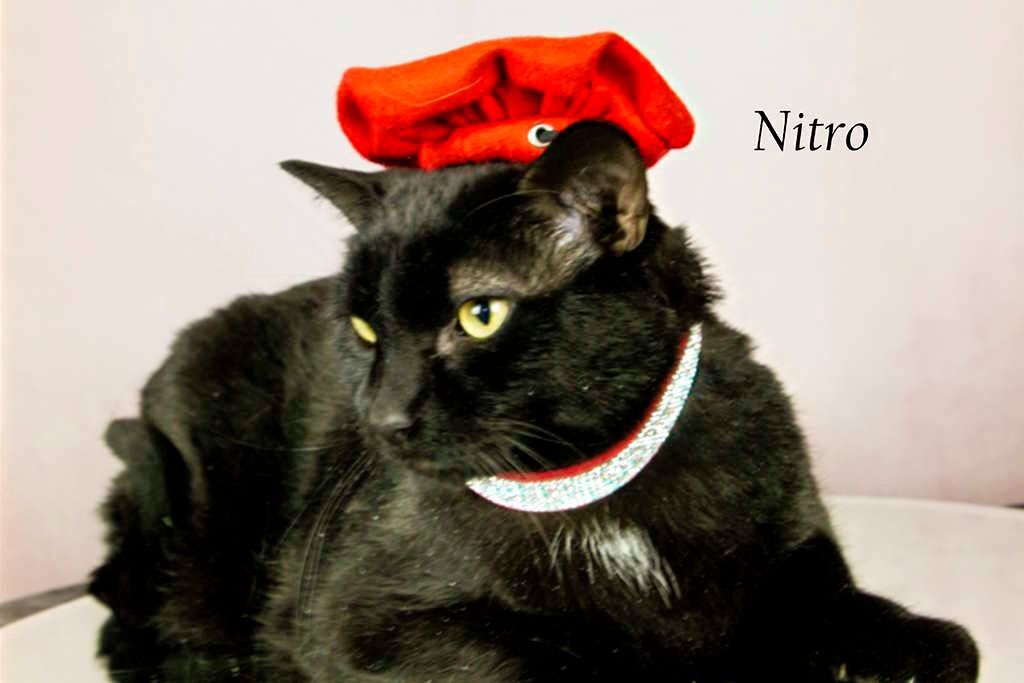 Enlarge Nitro, a Adoptable Domestic Short Hair in York, NE image 3/6