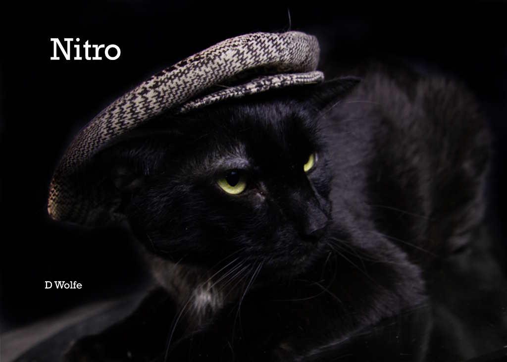 Enlarge Nitro, a Adoptable Domestic Short Hair in York, NE image 2/3