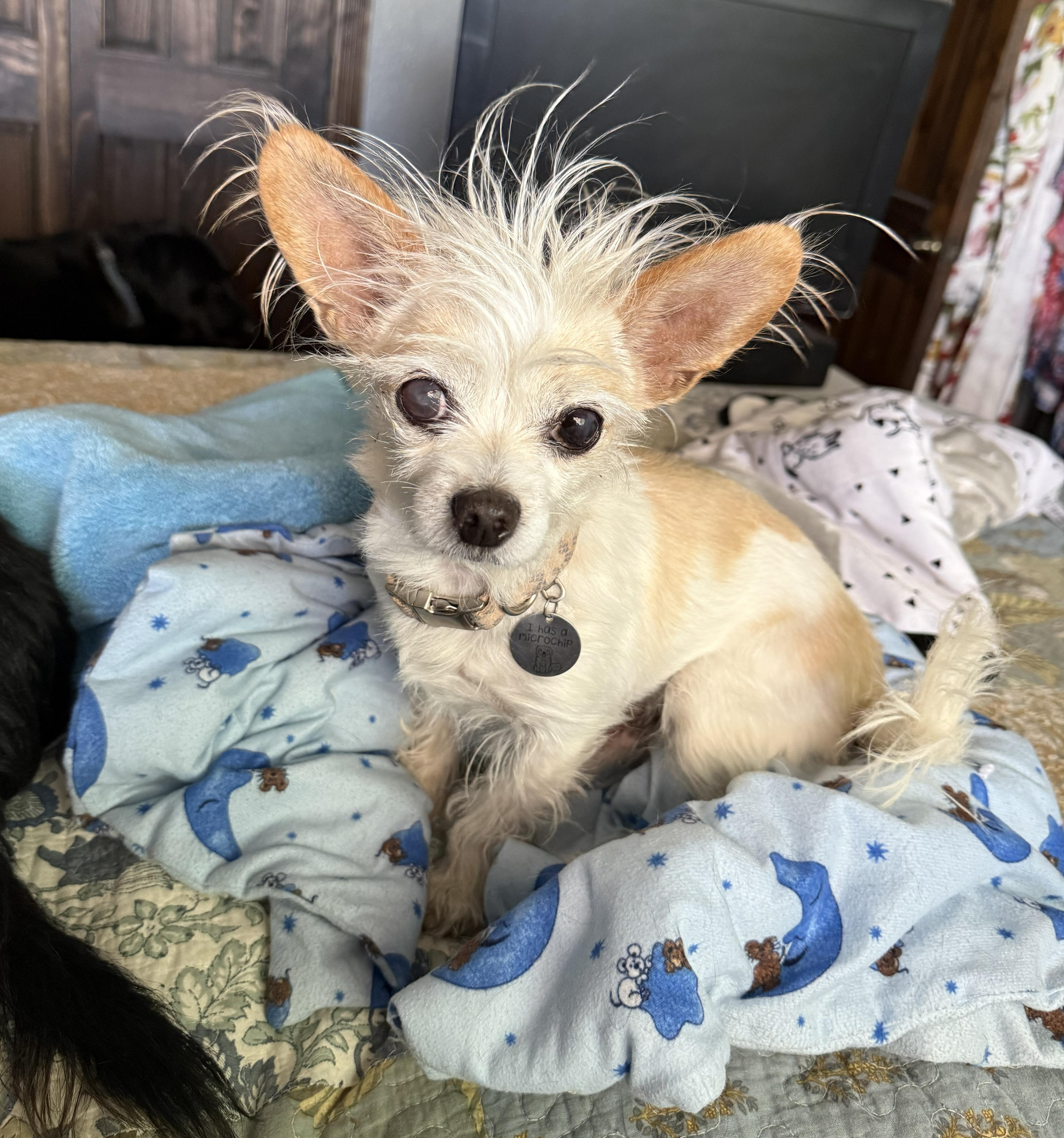 Enlarge Talented Lil Mr Tanner - Lap Warmer Maltichi, a Adoptable mixed breed in Albuquerque, NM image 2/3