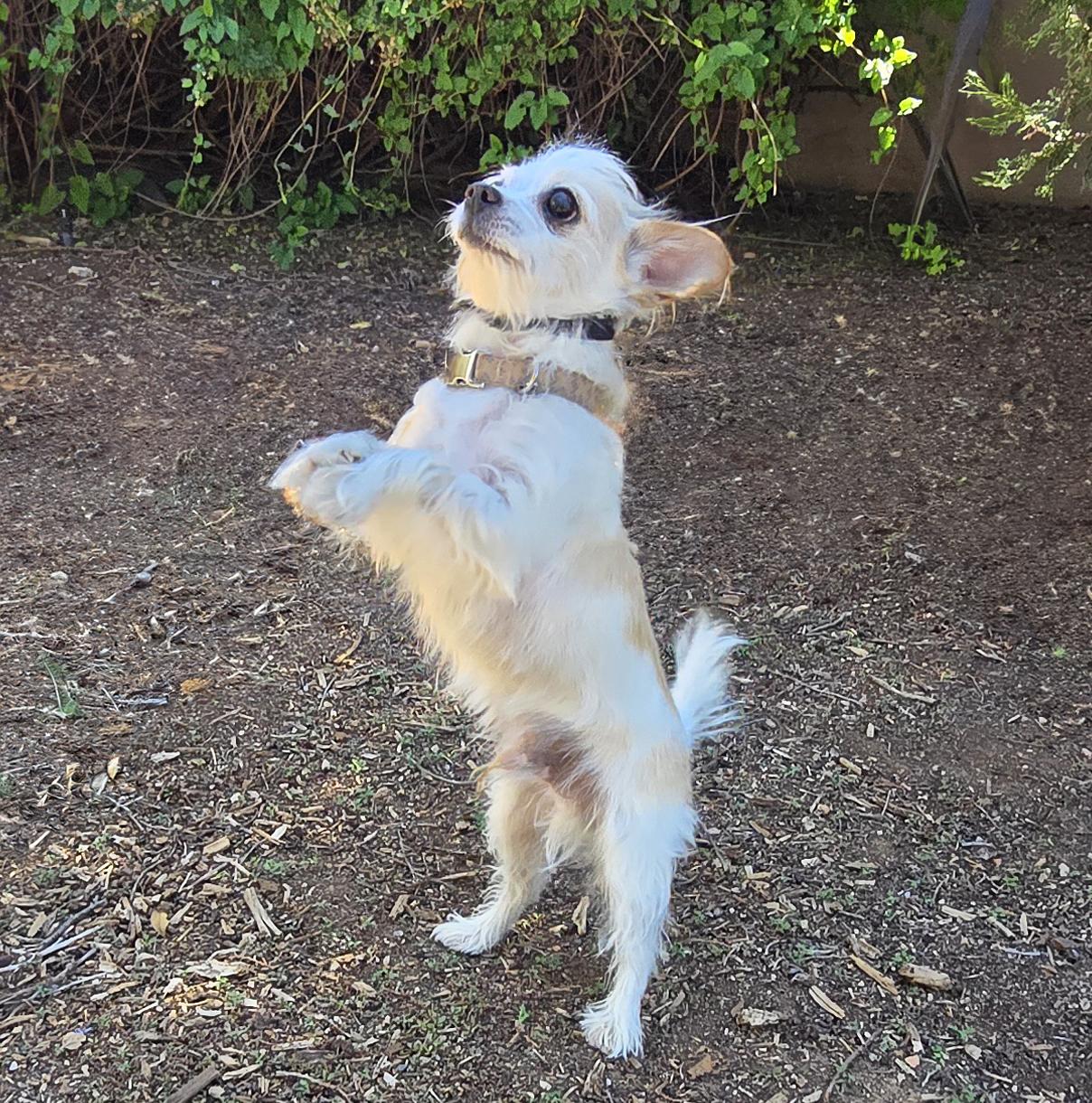 Enlarge Talented Lil Mr Tanner - Lap Warmer Maltichi, a Adoptable mixed breed in Albuquerque, NM image 3/3