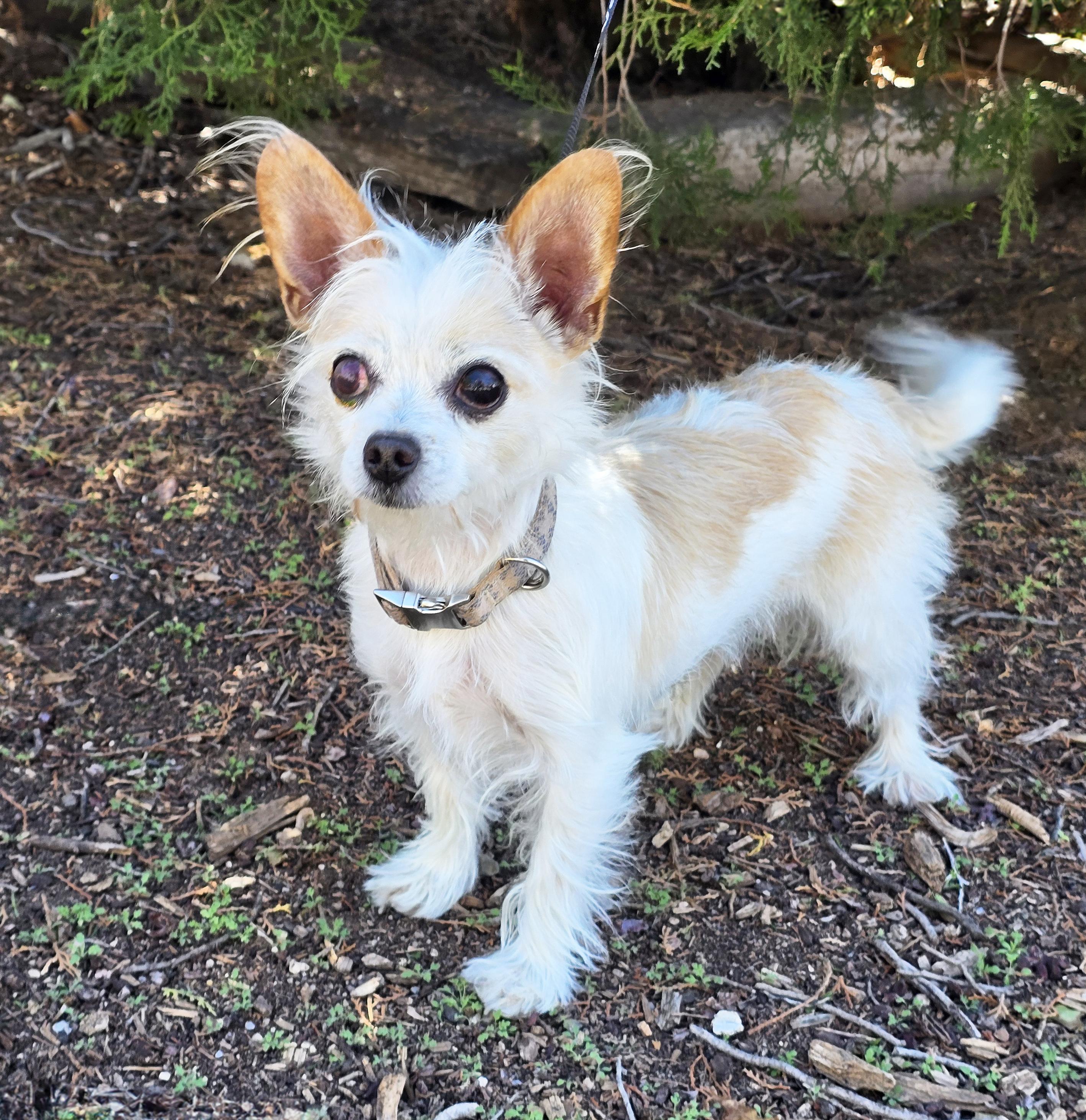 Talented Lil Mr Tanner - Lap Warmer Maltichi, Adoptable, Adult Male Maltese & Chihuahua.