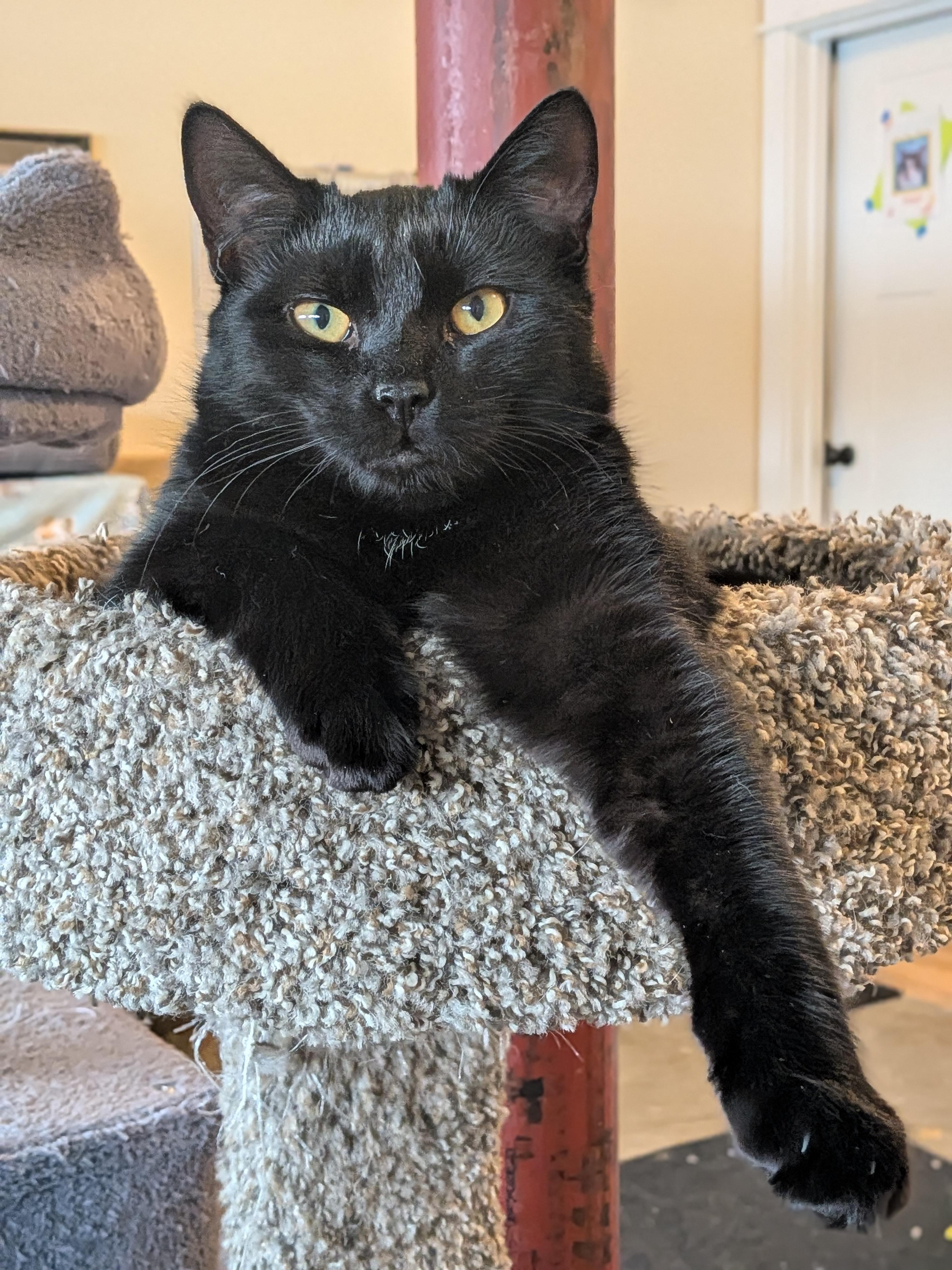 Vincenzo, ADOPTABLE, Kitten Male Domestic Short Hair.