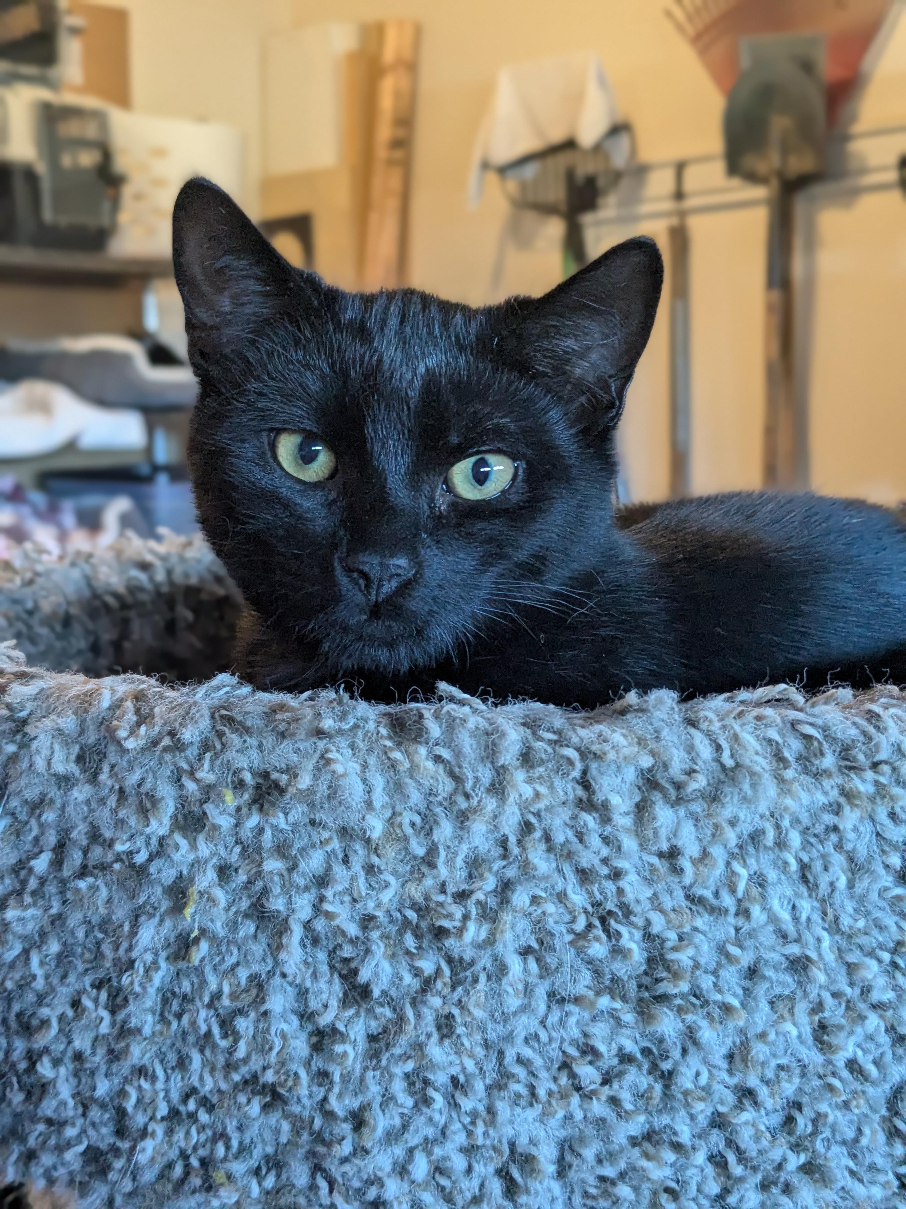 Vincenzo, ADOPTABLE, Kitten Male Domestic Short Hair.