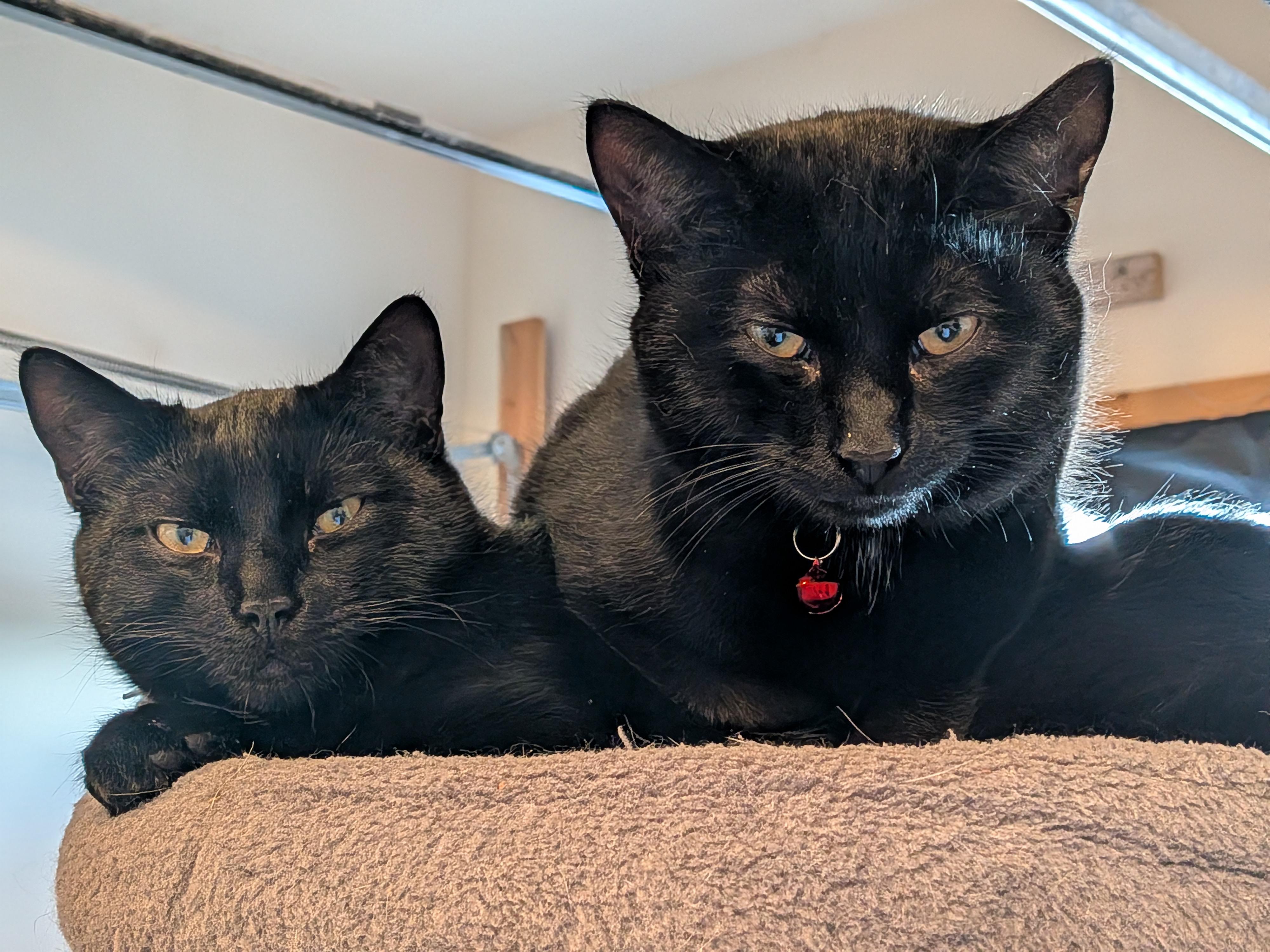 Enlarge Vincenzo, a ADOPTABLE Domestic Short Hair in Newburgh, NY image 5/5