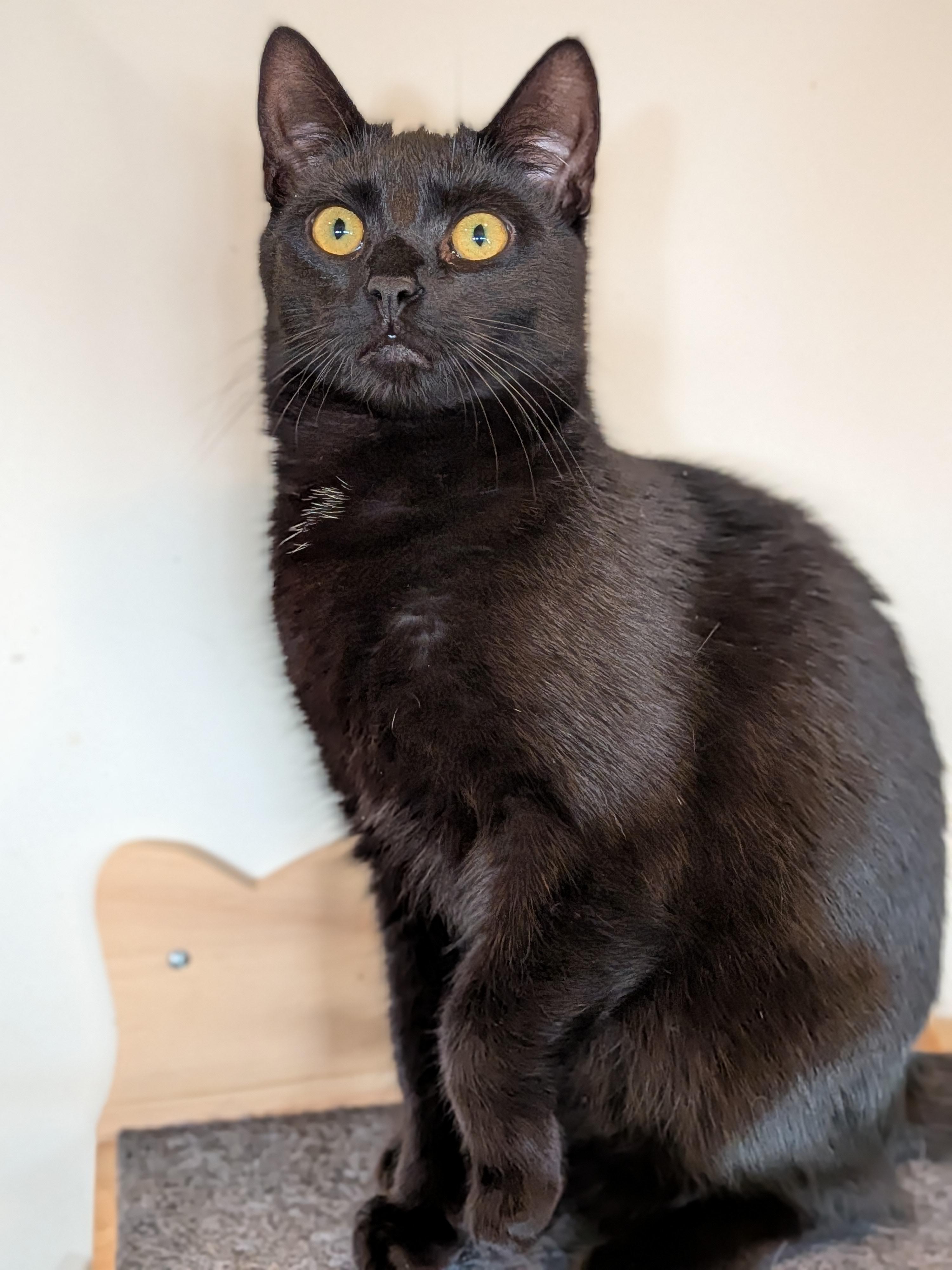Vincenzo aka Vinny, ADOPTABLE, Kitten Male Domestic Short Hair.