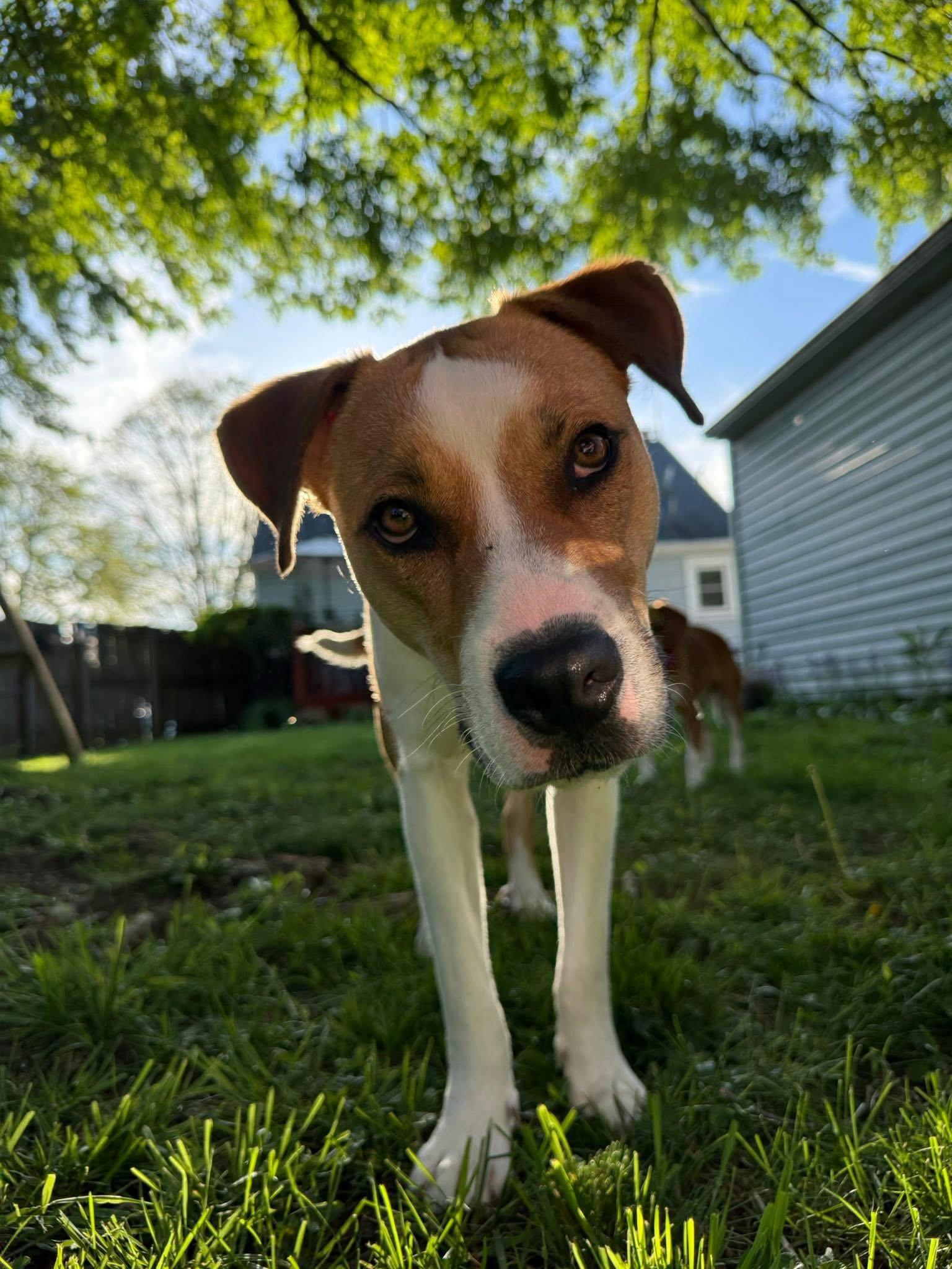 Enlarge Shark Finn, a Adopted Pit Bull Terrier in Germantown, OH image 3/3