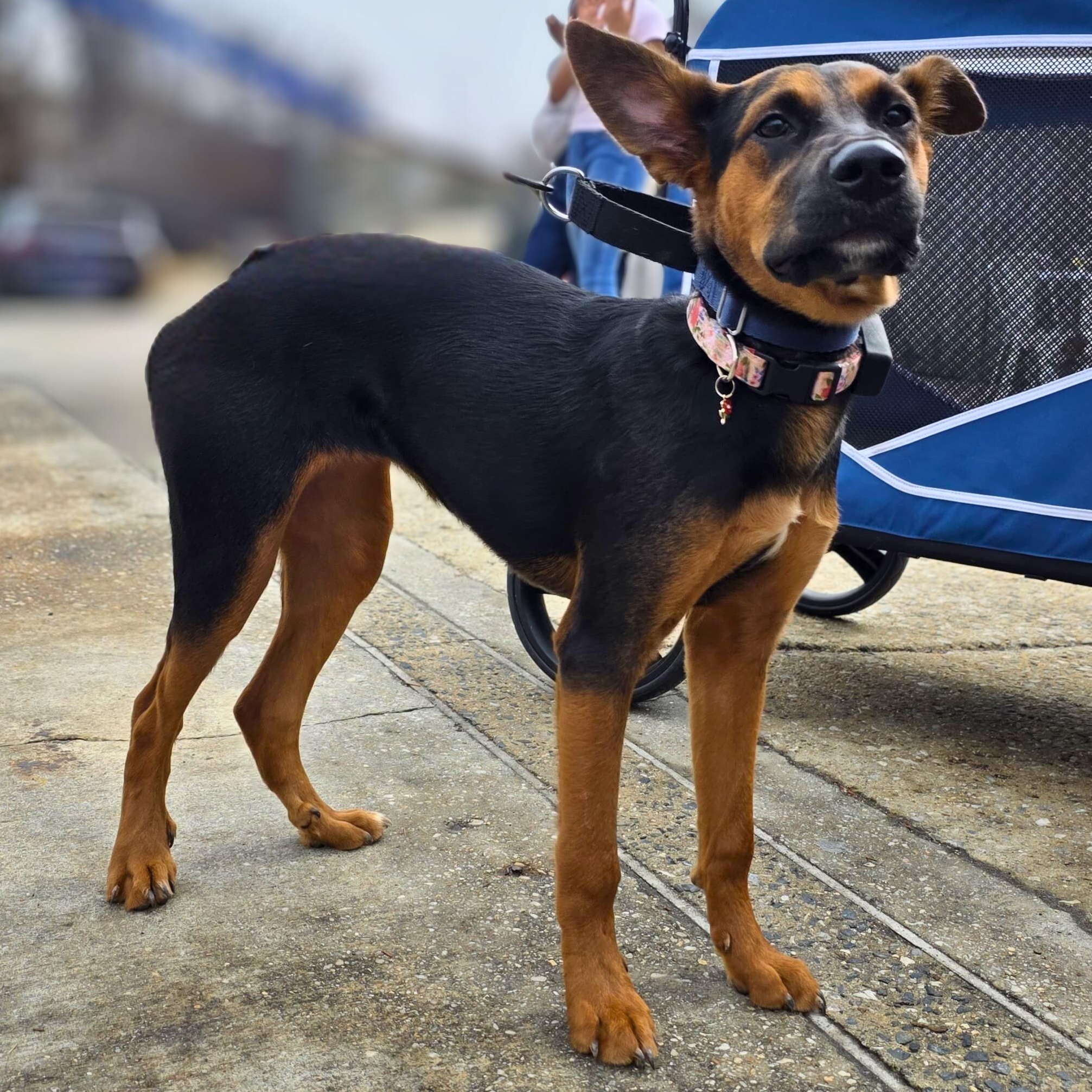 Enlarge Peggy, a Adoptable mixed breed in Baltimore, MD image 4/6
