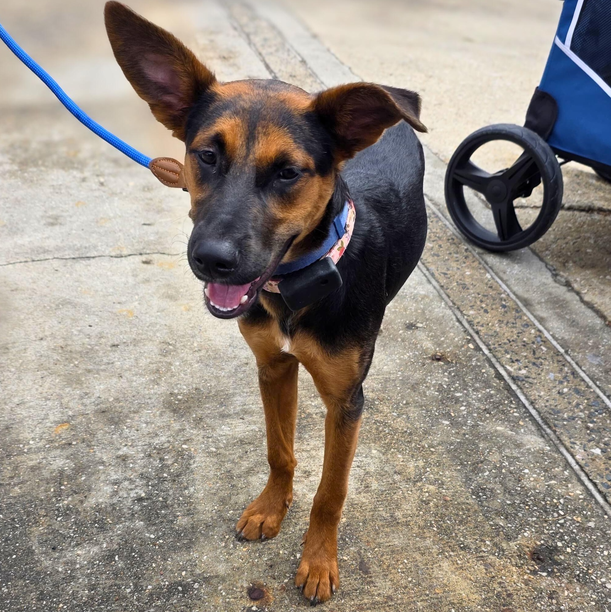 Enlarge Peggy, a Adoptable mixed breed in Baltimore, MD image 3/6