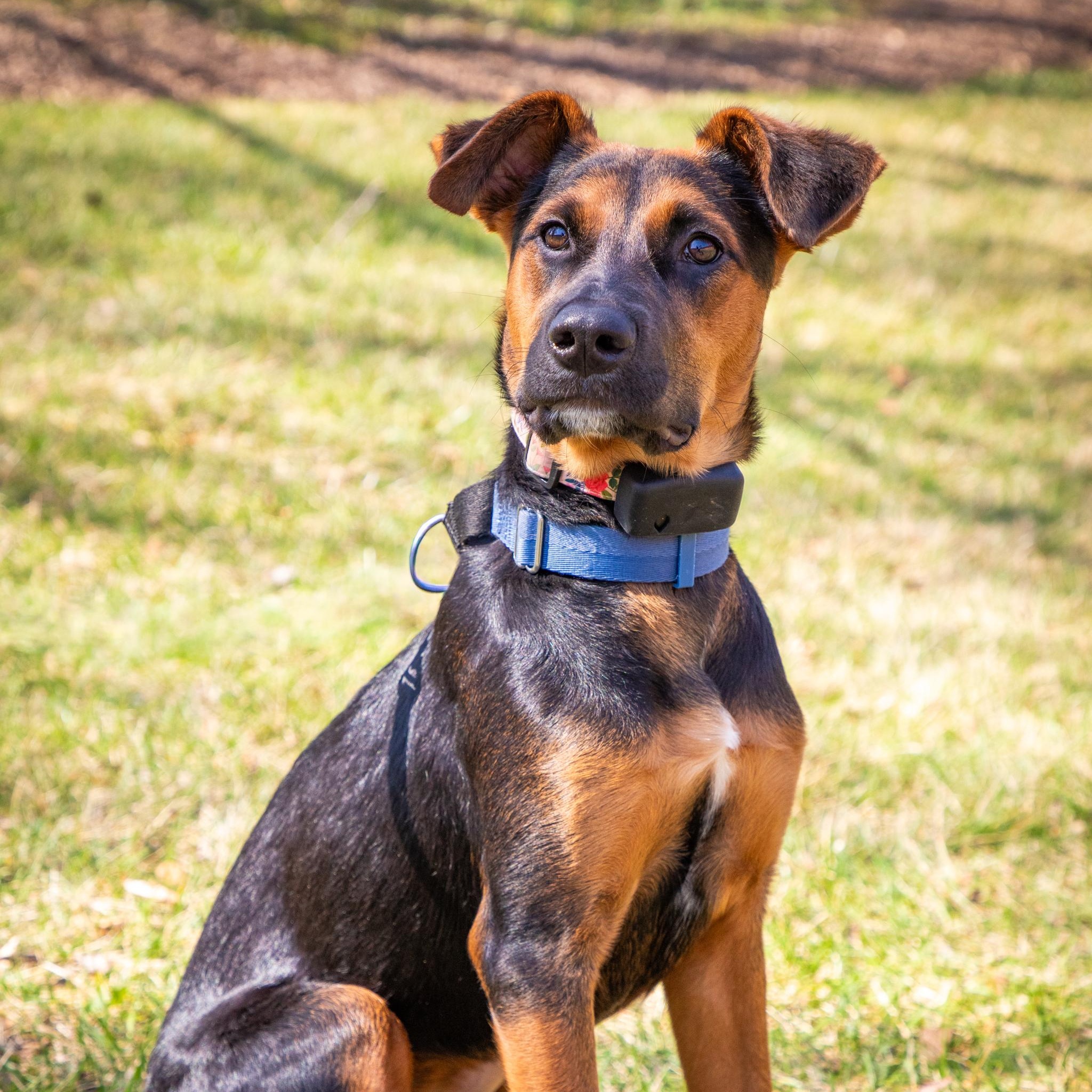 Enlarge Peggy, a Adoptable mixed breed in Baltimore, MD image 1/6