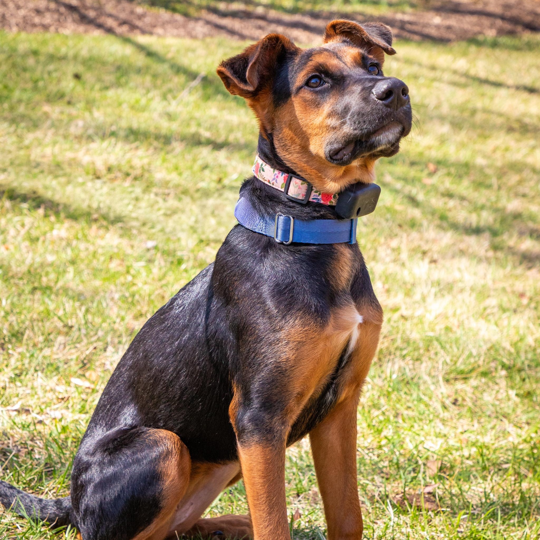 Enlarge Peggy, a Adoptable mixed breed in Baltimore, MD image 5/6