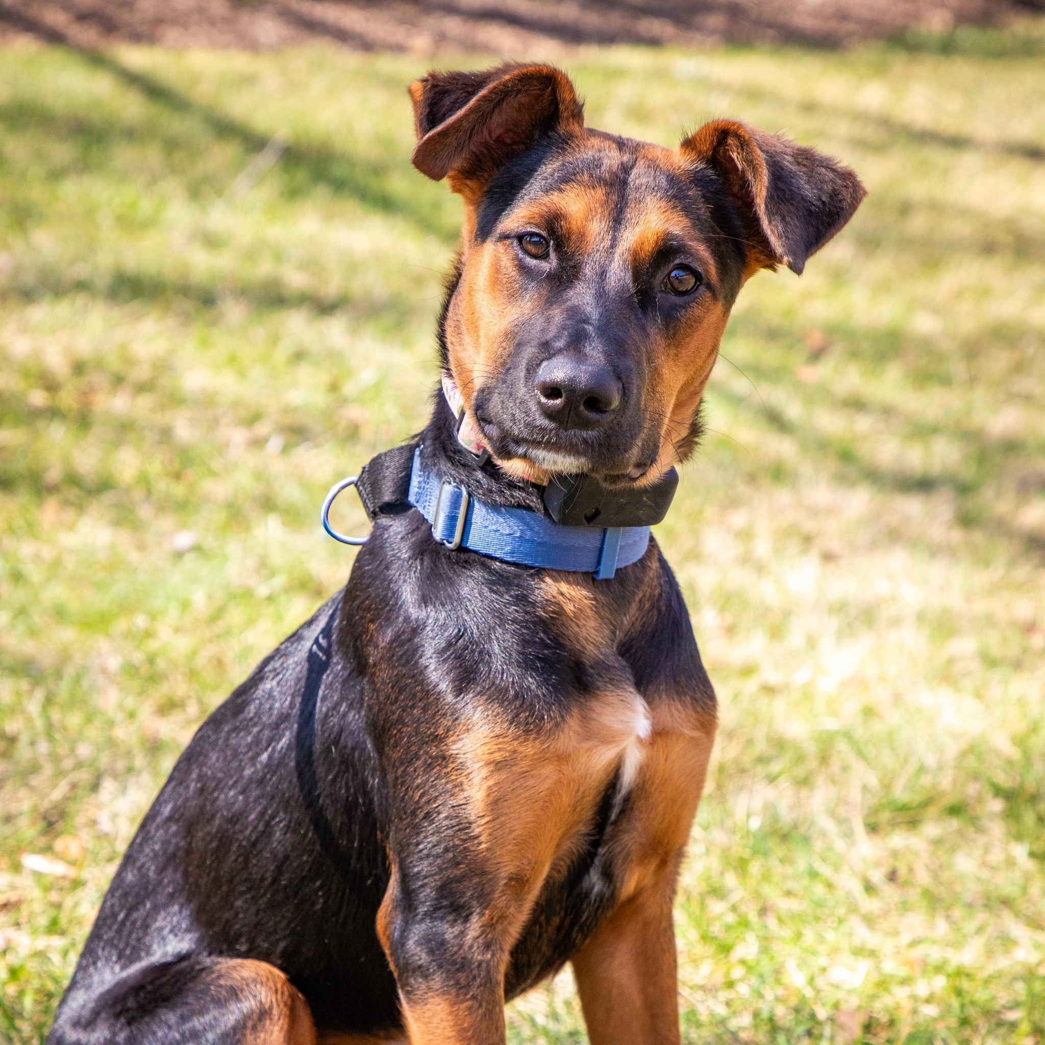 Enlarge Peggy, a Adoptable mixed breed in Baltimore, MD image 2/6