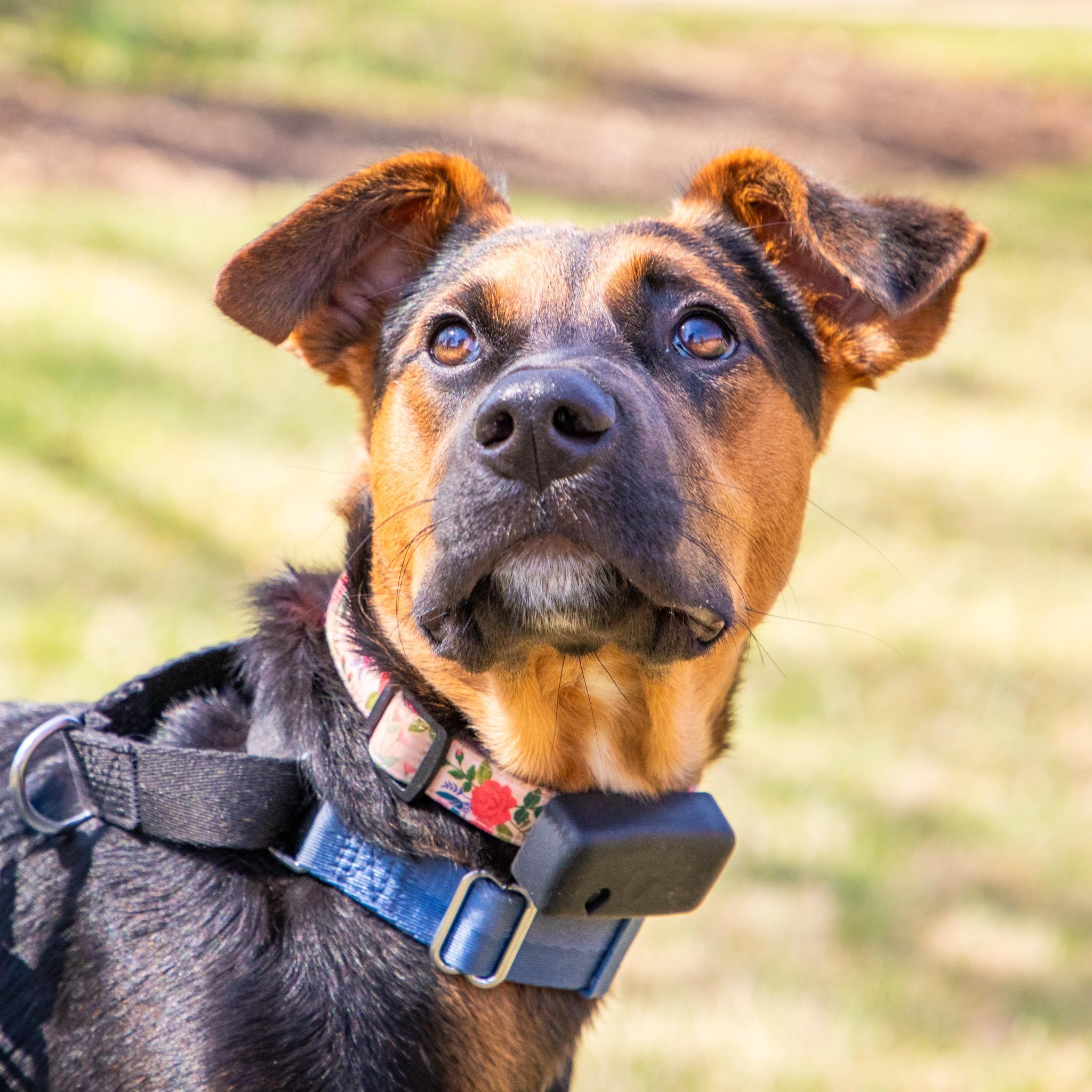 Enlarge Peggy, a Adoptable mixed breed in Baltimore, MD image 6/6