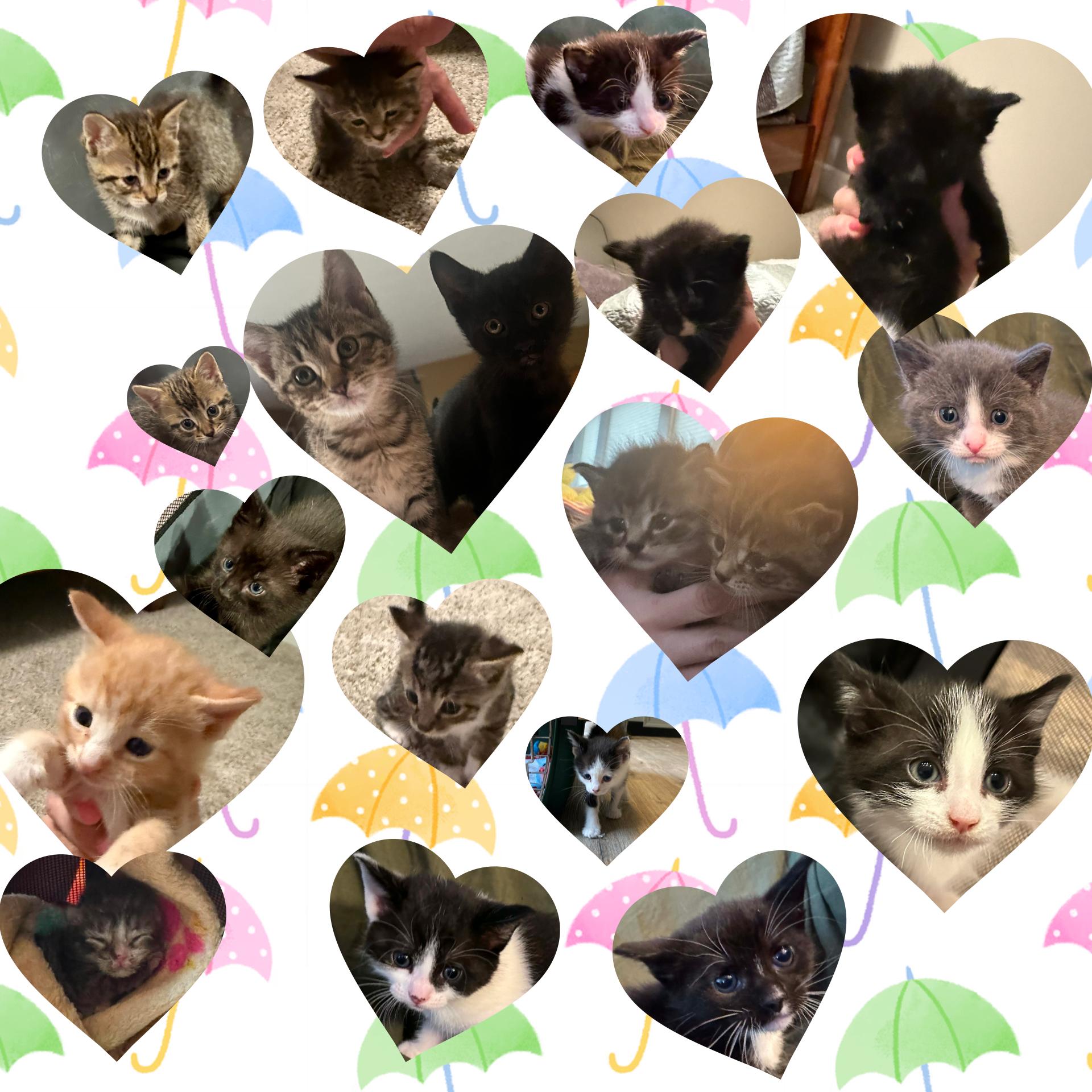 Enlarge Kittens, a ADOPTABLE mixed breed in Ontario, NY image 1/1