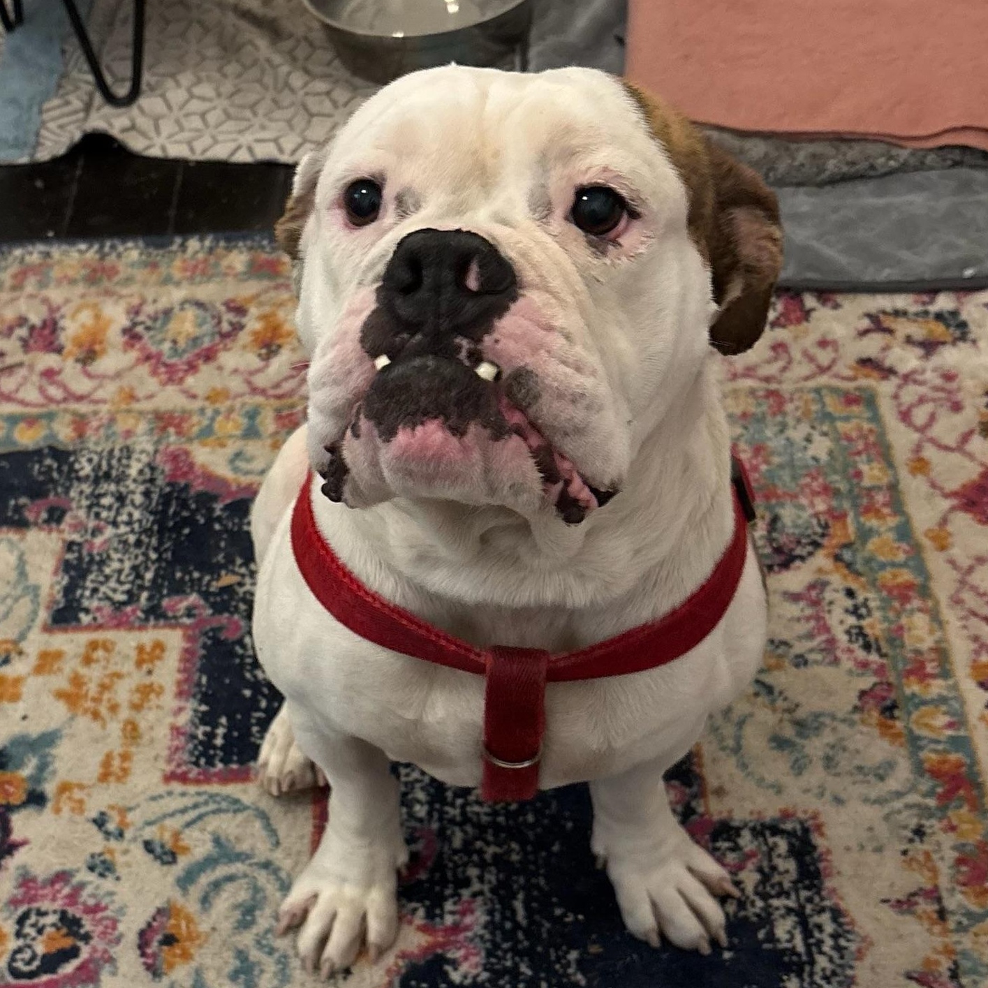 Enlarge Seymour, a ADOPTABLE American Bulldog in New Orleans, LA image 4/6