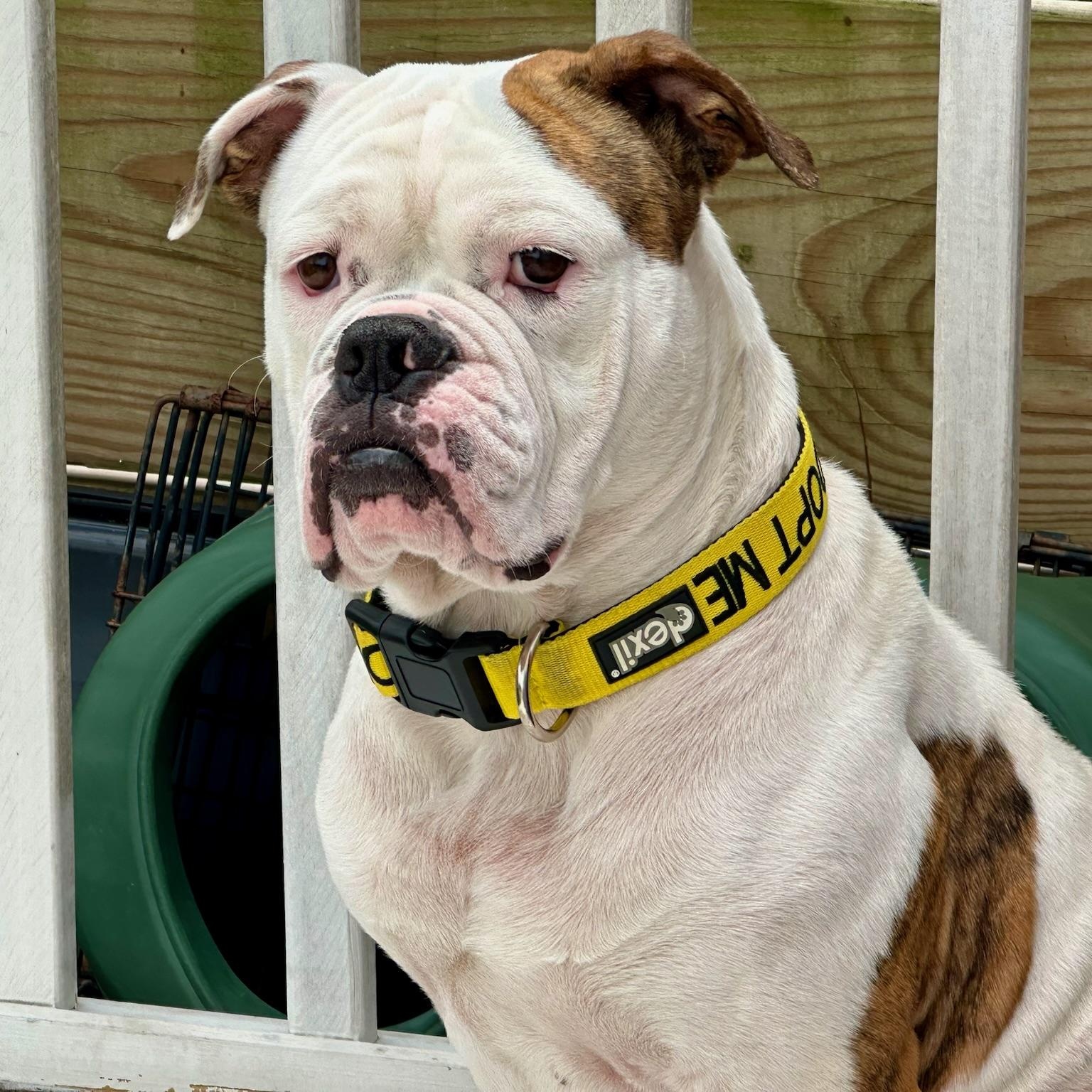 Enlarge Seymour, a ADOPTABLE American Bulldog in New Orleans, LA image 5/6