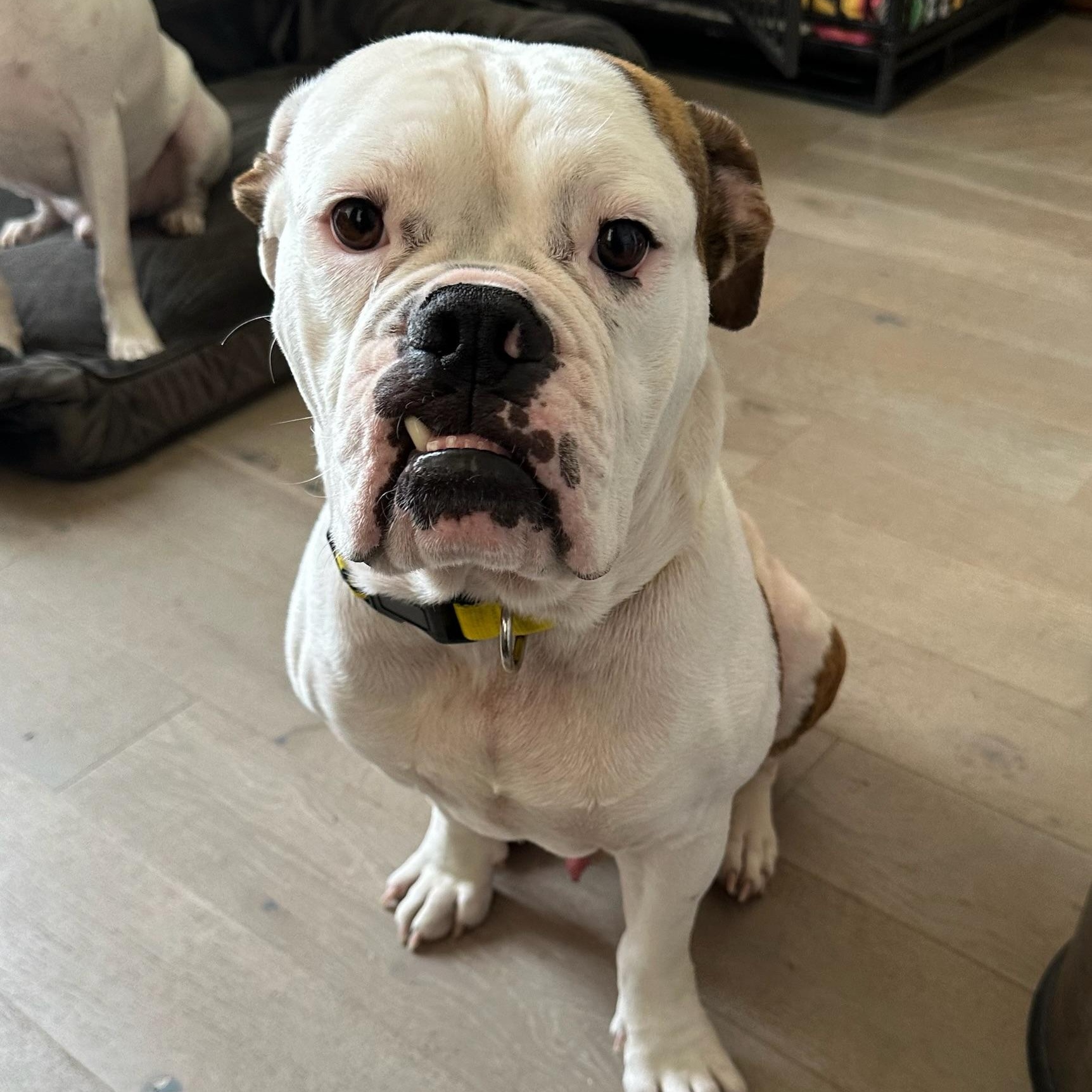 Enlarge Seymour, a ADOPTABLE American Bulldog in New Orleans, LA image 2/6