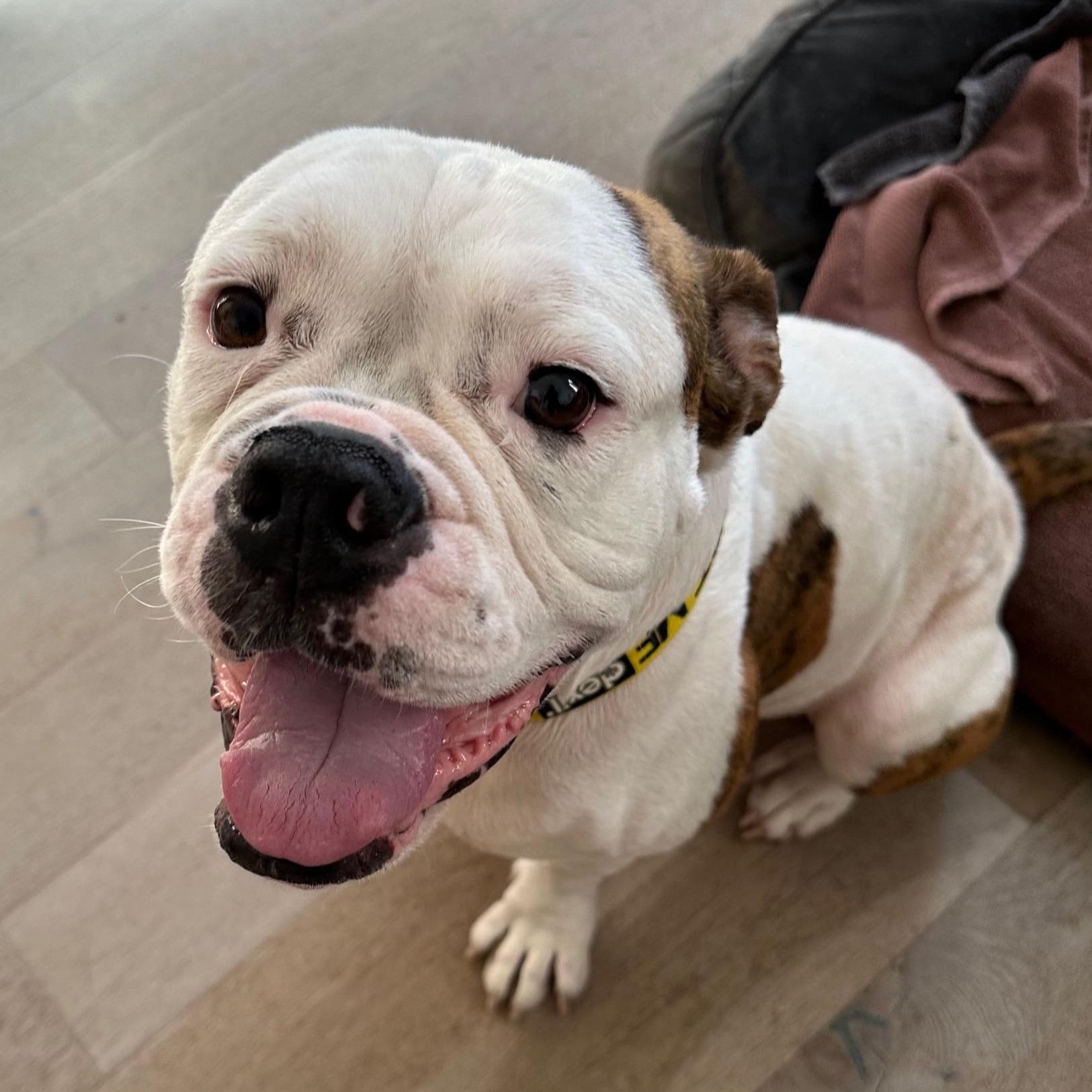 Enlarge Seymour, a ADOPTABLE American Bulldog in New Orleans, LA image 1/6