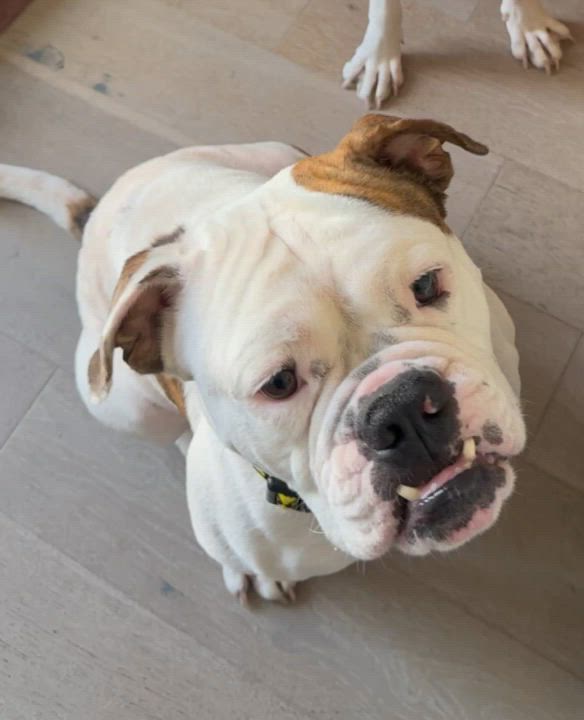 Enlarge Seymour, a ADOPTABLE American Bulldog in New Orleans, LA video 6/6