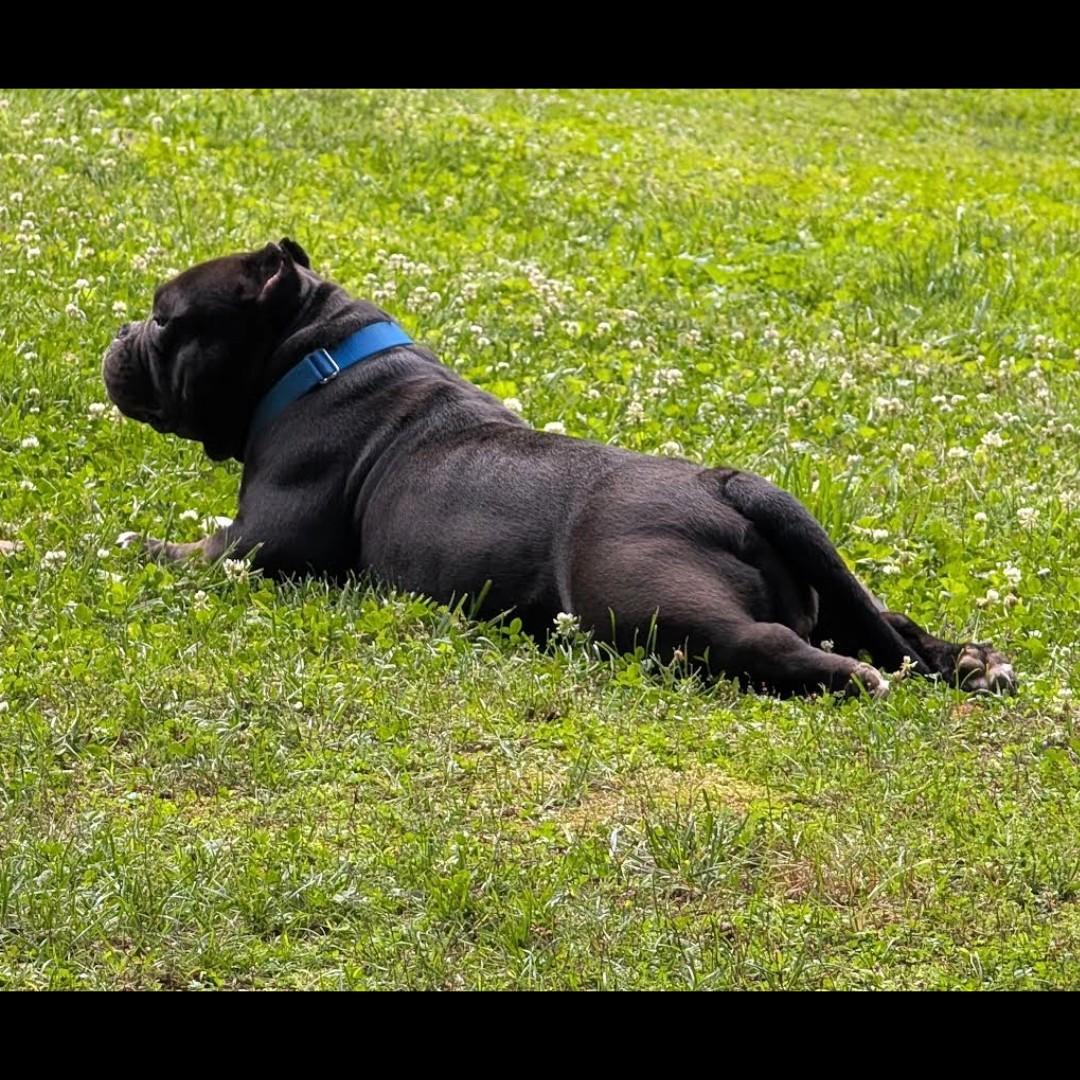 Enlarge Ming Lee, a ADOPTABLE mixed breed in Midlothian, VA image 3/6