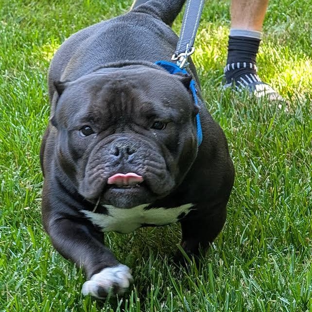 Ming Lee, ADOPTABLE, Adult Female American Bully & English Bulldog.