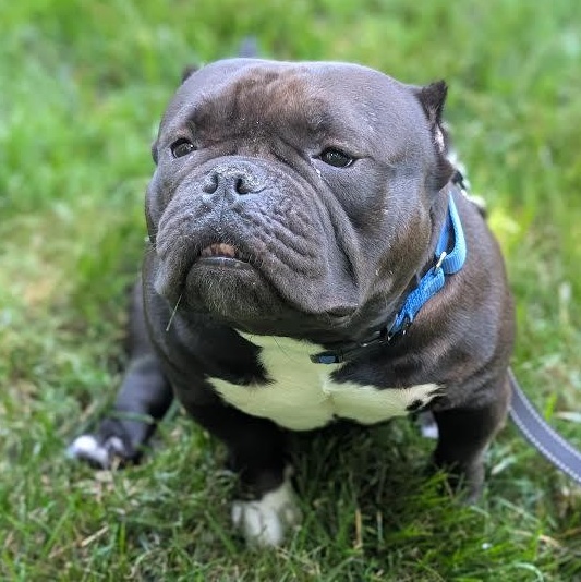 Enlarge Ming Lee, a ADOPTABLE mixed breed in Midlothian, VA image 2/6