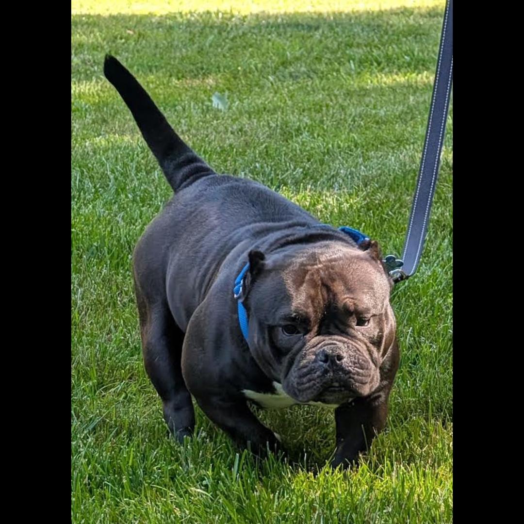 Enlarge Ming Lee, a ADOPTABLE mixed breed in Midlothian, VA image 5/6
