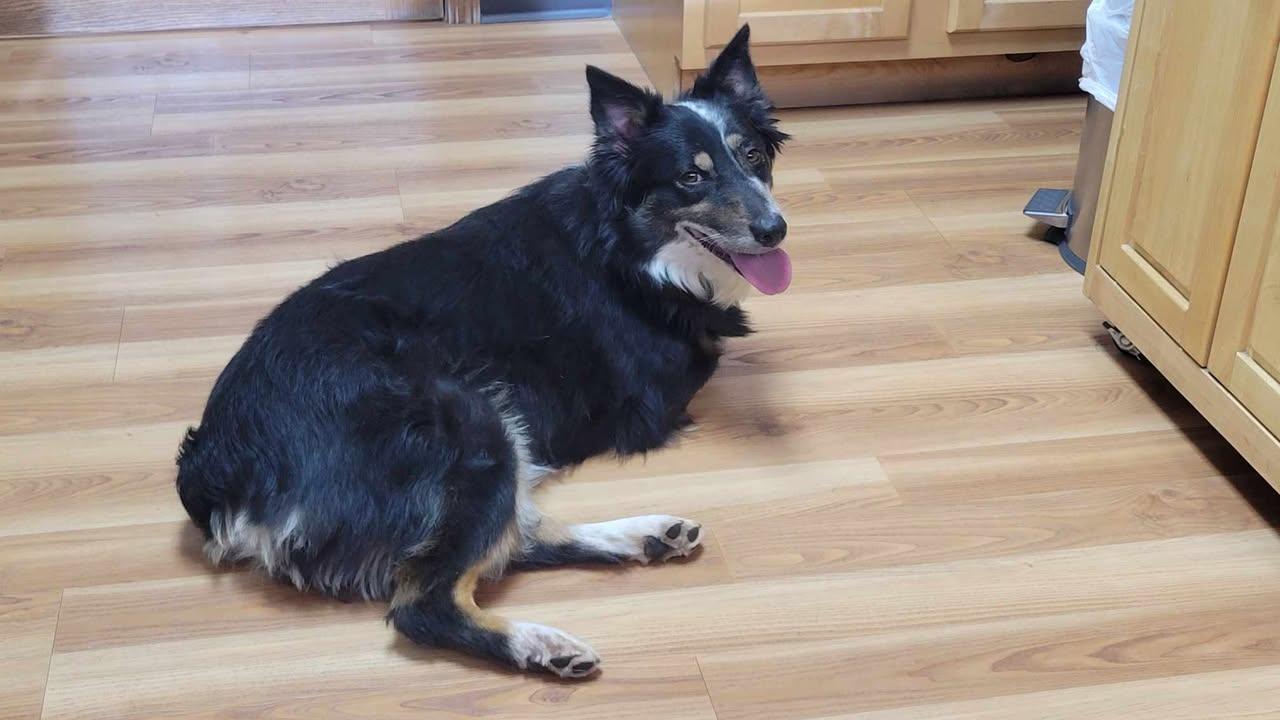 Eunice, a Adoptable mixed breed in Elk River, MN image 3/3